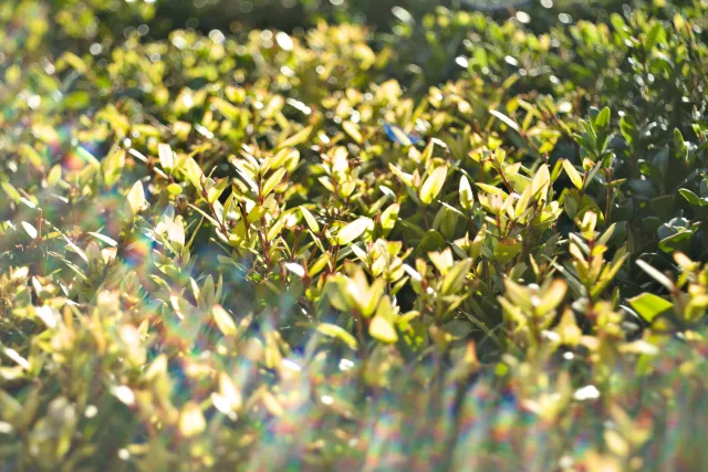 Meyer-Optik Görlitz Primagon 35mm f4.5 (M42) - 00001201.webp