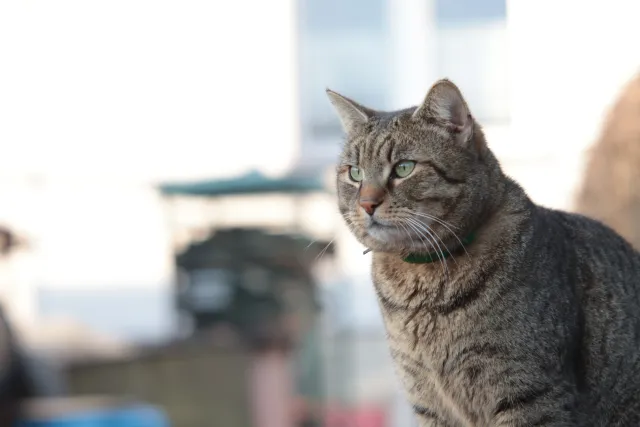 ISCO-Göttingen Isconar 135mm f4 (M42) - 00004964.webp