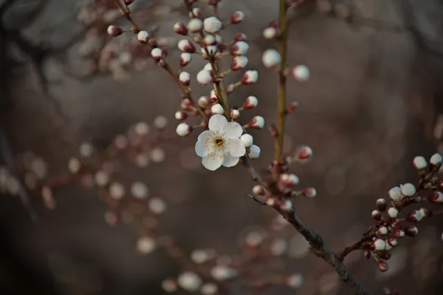 Canon FD 70-210mm f4 (FD) - 00005461.webp