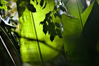 Zenith Helios-77M-4 50mm f1.8 VOMZ (M42) - 00001056.webp