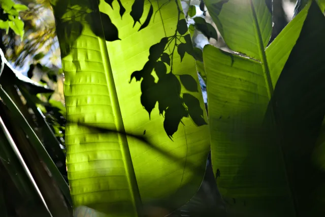 Zenith Helios-77M-4 50mm f1.8 VOMZ (M42) - 00001056.webp