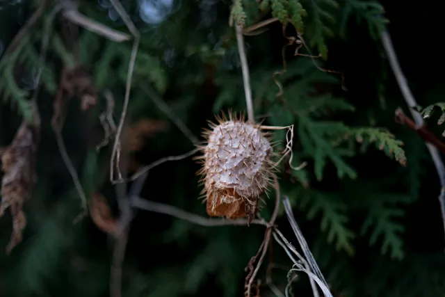 Carl Zeiss Jena Tessar 50mm f2.8 (M42) - 00005111.webp