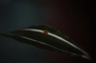 ISCO-Göttingen Kiptaron 65mm f1.6 (DIY) - 00003208.webp