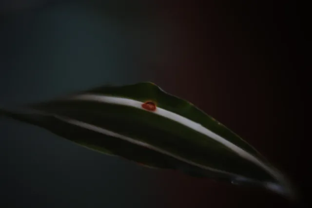 ISCO-Göttingen Kiptaron 65mm f1.6 (DIY) - 00003208.webp