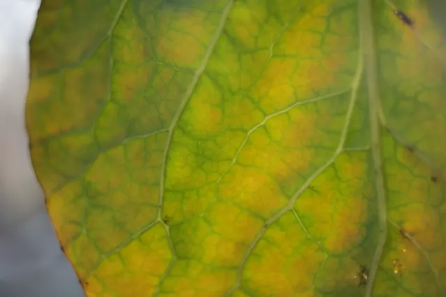 Kilfitt Makro-Kilar D f2.8 40mm (EXA) - 00004876.webp