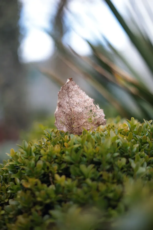 Yashica Lens DSB 55mm f2 (CY) - 00005211.webp