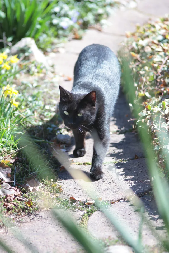 Jupiter-21M 200mm f4 (M42) - 00005590.webp