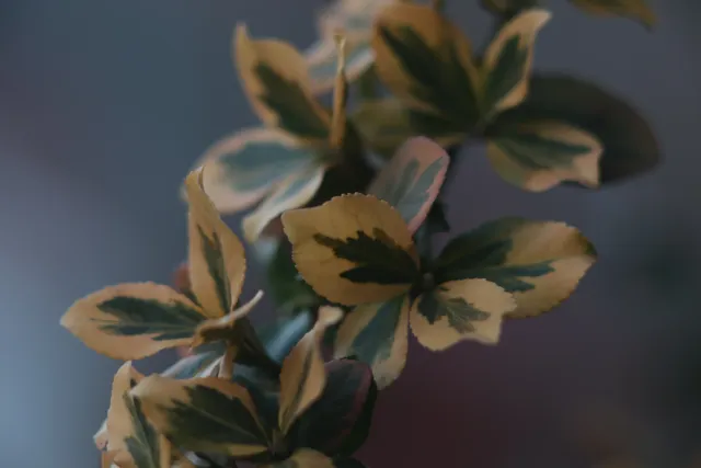 Carl Zeiss Jena DDR S 180mm f2.8 Zebra (M42) - 00004757.webp