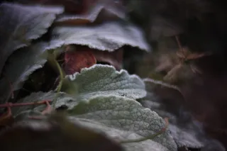 KOWA SUPER PROMINAR-16 50mm f1.2 Eiki 16mm (DIY) - 00001959.webp