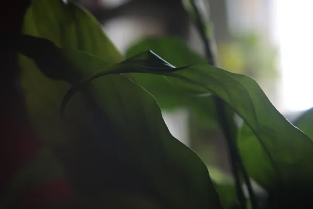 Formula 5 Gold Crown Macro Zoom 60-150mm f4 MC (M42) - 00005038.webp