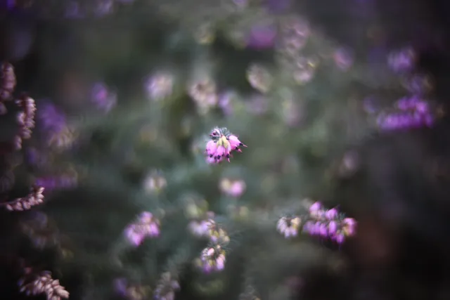 KOWA SUPER PROMINAR-16 50mm f1.2 Eiki 16mm (DIY) - 00002017.webp