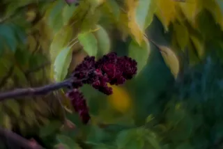 Helios 44-M-4 Petzval Mod (M42) - 00000031.webp