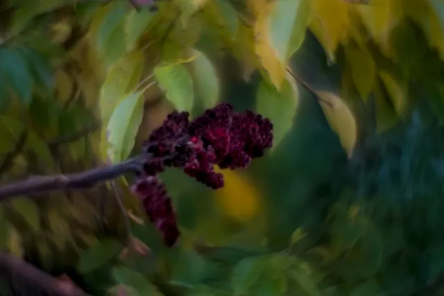 Helios 44-M-4 Petzval Mod (M42) - 00000031.webp