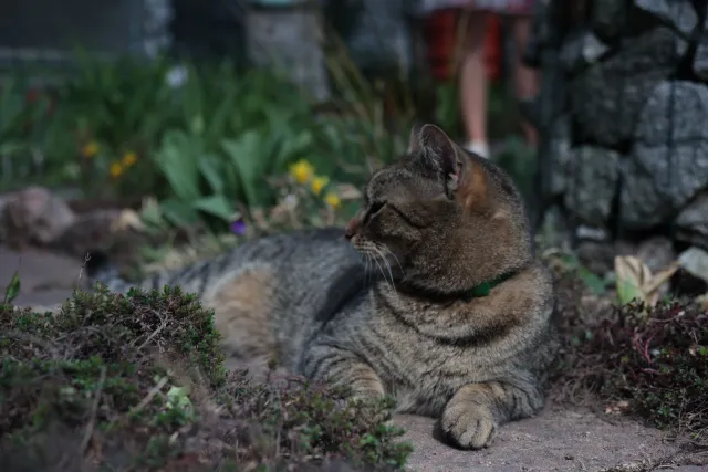 Canon Macro Lens FD 50mm f3.5 S.S.C. (FD) - 00005621.webp