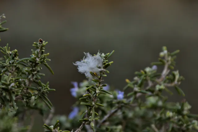 Tamron 28-300mm F3.5-6.3 (EF) - 00001215.webp