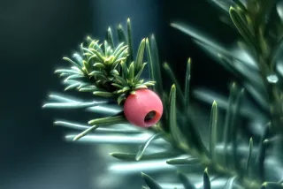 Meritar  Triplet 45mm f2.8 Makro Swirly Kwadrat Bokeh (EF) - 00002469.webp