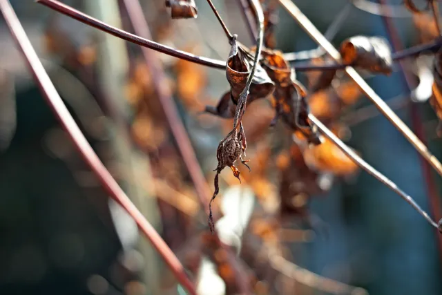 Kilfitt Makro-Kilar D f2.8 40mm (EXA) - 00005298.webp