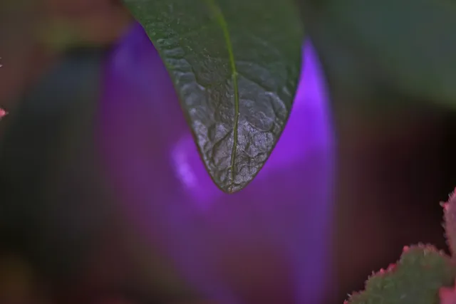 Carl Zeiss Jena Tessar 50mm f2.8 (M42) - 00005097.webp