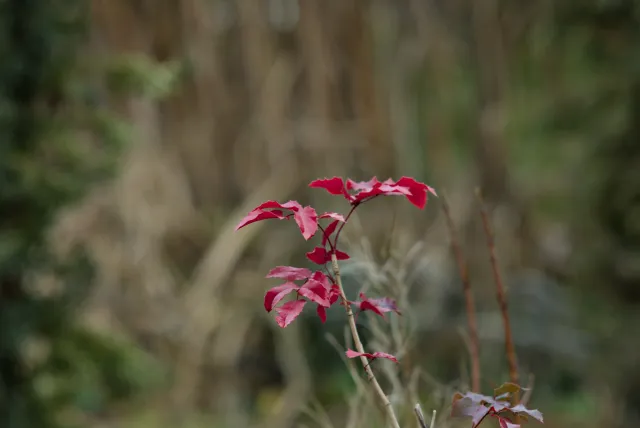 Carl Zeiss Jena Sonnar 180mm f2.8 MC (P6) - 00001526.webp