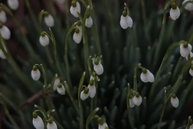 Carl Zeiss Jena DDR S 180mm f2.8 Zebra (M42) - 00004763.webp