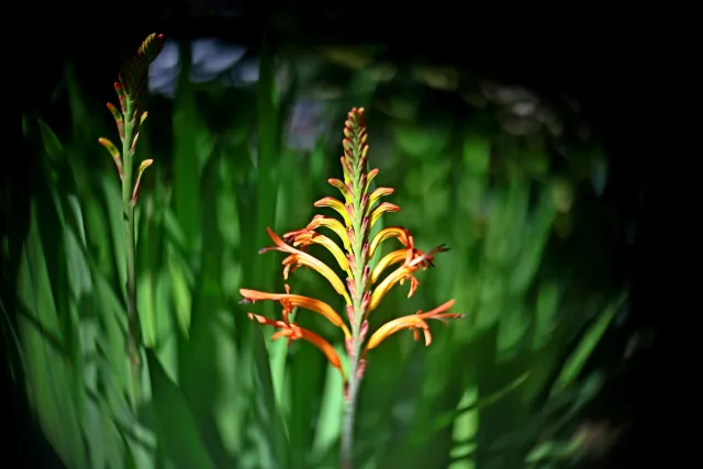 Simplex Ampro Ltd 2.5cala (63.5mm) f1.8 16mm (DIY) - 00003141.webp