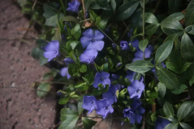 SMC Pentax-A 35-70mm f3.5-4.5 Macro (Pentax-K) - 00005718.webp