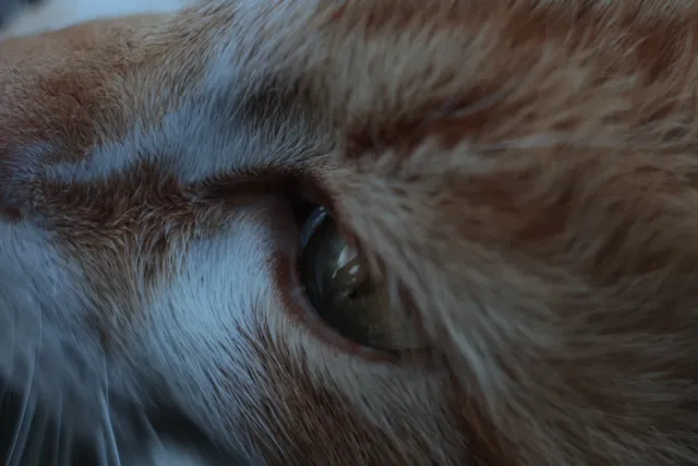 Kilfitt Makro-Kilar D f2.8 40mm (EXA) - 00004869.webp