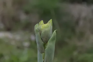 Tamron 28-300mm F3.5-6.3 (EF) - 00004563.webp