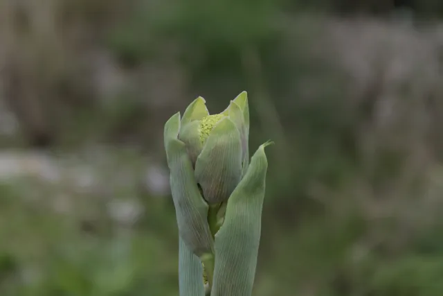 Tamron 28-300mm F3.5-6.3 (EF) - 00004563.webp