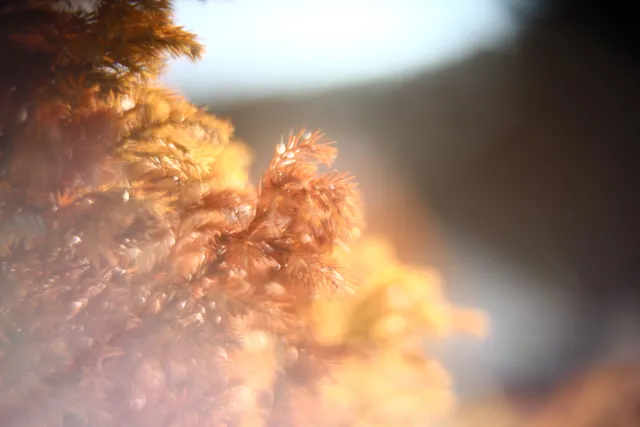 KOWA SUPER PROMINAR-16 50mm f1.2 Eiki 16mm (DIY) - 00002077.webp