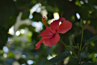 Industar-50-2 50mm f3.5 (M42) - 00000158.webp