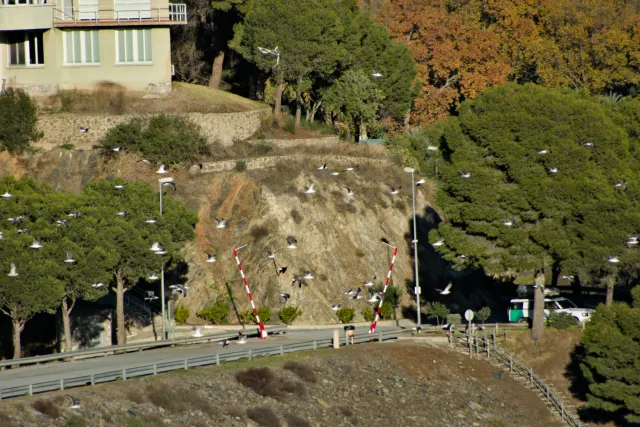 Tamron 28-300mm F3.5-6.3 (EF) - 00000791.webp