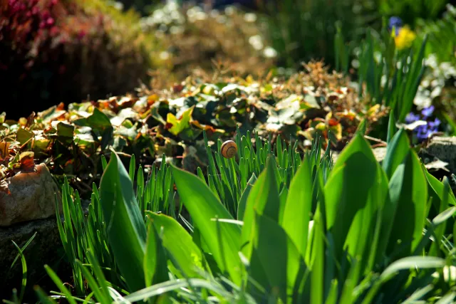 Vivitar Series 1 28-105mm f2.8-3.8 VMC Macro (Olympus OM) - 00005524.webp