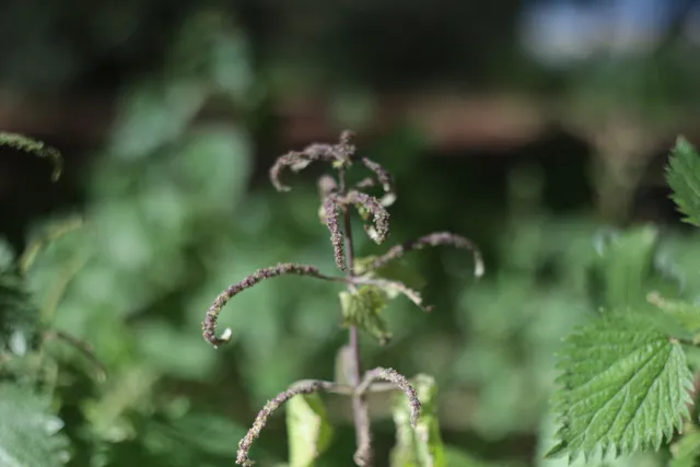 Carl Zeiss Jena DDR Pancolar Electric 50mm f1.8 (M42) - 00003608.webp