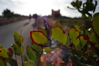 Carl Zeiss Flektogon f4 20mm (m42).md - 00004595.webp