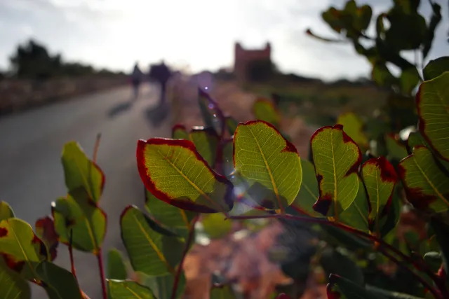 Carl Zeiss Flektogon f4 20mm (m42).md - 00004595.webp