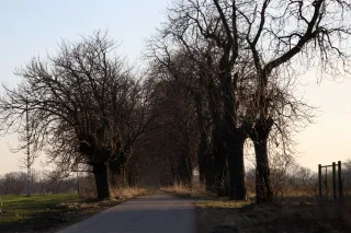 Minolta MC Tele Rokkor 135mm f2.8 (Minolta MD).md - 00004829.webp