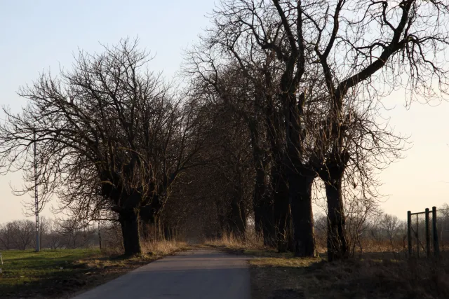 Minolta MC Tele Rokkor 135mm f2.8 (Minolta MD) - 00004829.webp