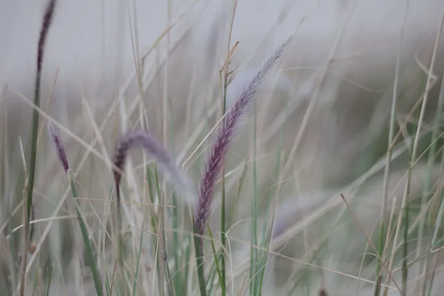 Tair-11A 135mm f2.8 (M42) - 00003330.webp