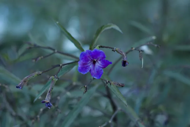 Zenith Helios-77M-4 50mm f1.8 VOMZ (M42) - 00000687.webp