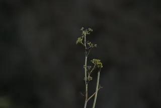 Tamron 28-300mm F3.5-6.3 (EF) - 00000798.webp