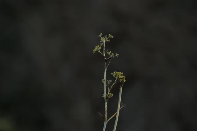 Tamron 28-300mm F3.5-6.3 (EF) - 00000798.webp