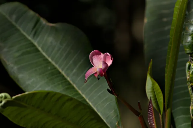 Tamron 28-300mm F3.5-6.3 (EF) - 00001073.webp