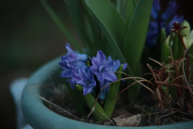 Vivitar 28-85mm f3.5-4.5 MC Macro Focusing Zoom (Olympus OM) - 00005468.webp