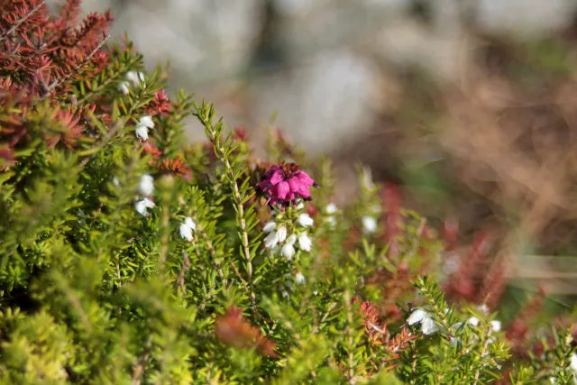 Pentax-A 28-80mm f3.5-4.5 (Pentax-K) - 00005726.webp