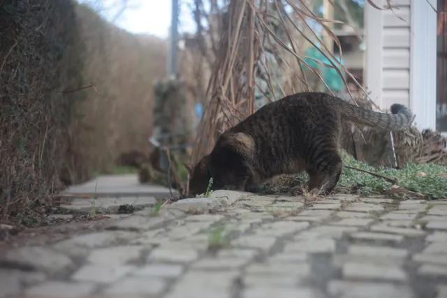 Helios 44-2 (M42) - 00005123.webp