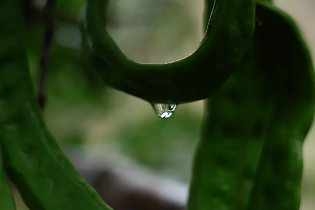 Carl Zeiss Jena DDR Pancolar Electric 50mm f1.8 (M42) - 00004476.webp