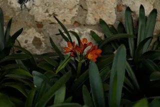 Zenith Helios-77M-4 50mm f1.8 VOMZ (M42) - 00000994.webp