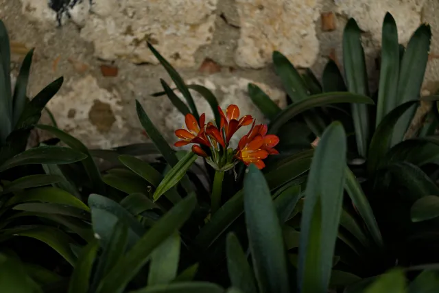 Zenith Helios-77M-4 50mm f1.8 VOMZ (M42) - 00000994.webp