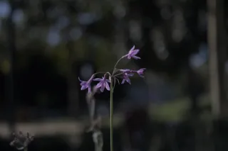 Industar-50-2 50mm f3.5 (M42) - 00000132.webp